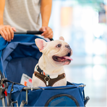 Banner image showing a white bulldog on a blue pet stroller, looking at the right with a smile on its face